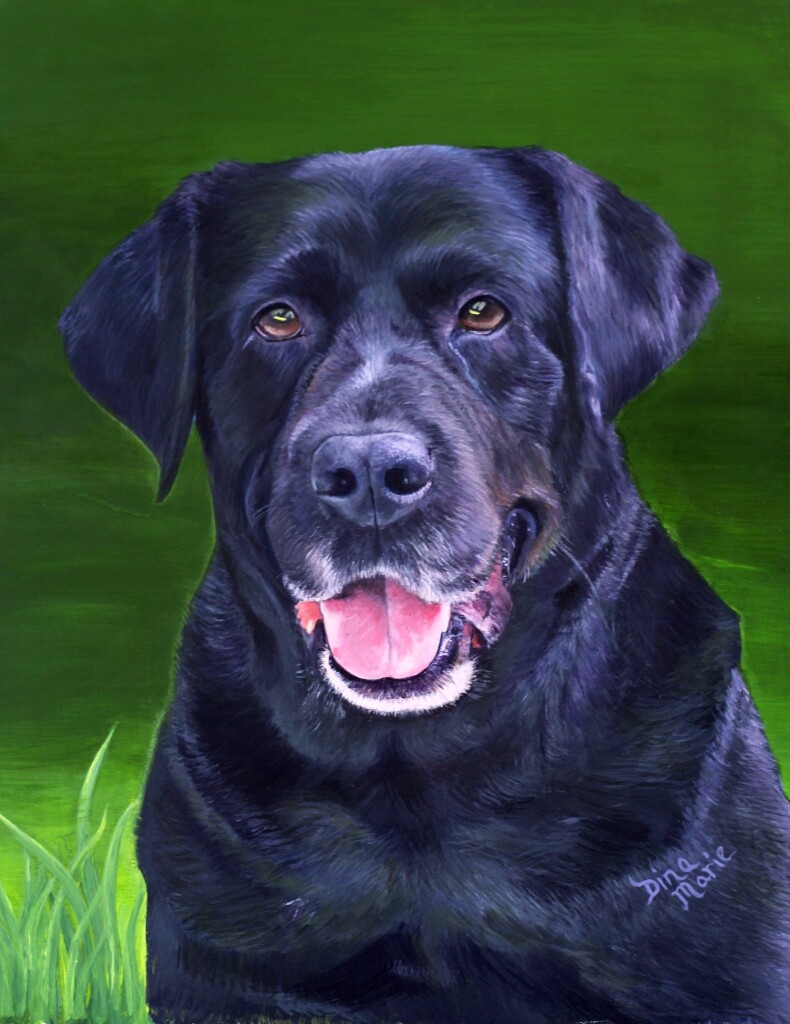 Cooper black labrador retriever